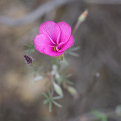 Oxalis engleriana