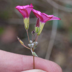 Oxalis engleriana