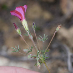 Oxalis engleriana