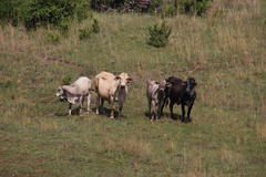 Bos indicus × taurus