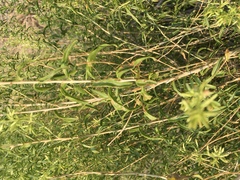 Brickellia longifolia