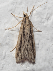 Platytes platysticha