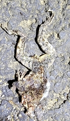 Fejervarya multistriata
