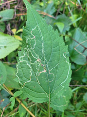 Liriomyza eupatoriella