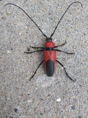 Crossidius coralinus