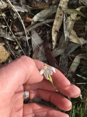 Caladenia catenata