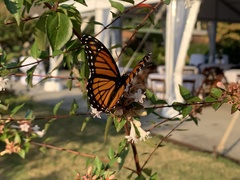 Limenitis archippus