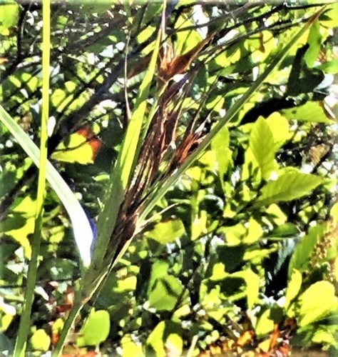 Image of Rhynchospora macrostachya by no rights reserved