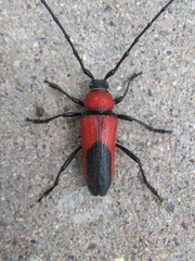 Crossidius coralinus