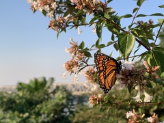 Limenitis archippus