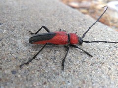 Crossidius coralinus