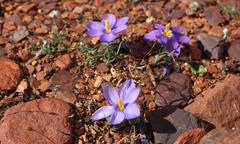 Syringodea longituba