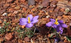 Syringodea longituba