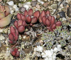 Crassula clavata
