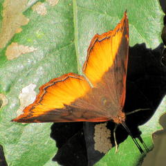 Eurytela dryope angulata