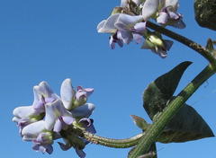 Dolichos decumbens