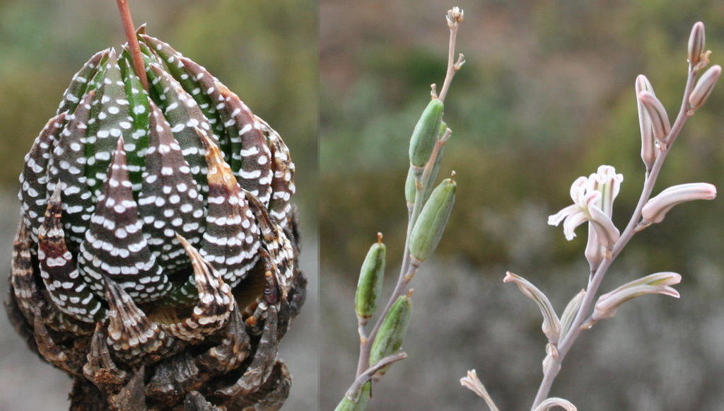 Haworthia plant growing