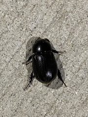 Dyscinetus morator