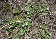 Teucrium africanum