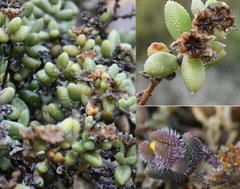 Delosperma echinatum