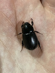 Dyscinetus morator