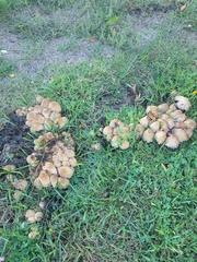 Coprinopsis variegata