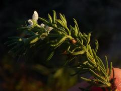 Teucrium africanum
