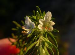 Teucrium africanum