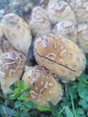 Coprinopsis variegata