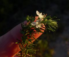 Teucrium africanum