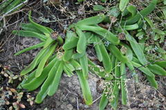 Glottiphyllum longum