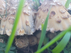 Coprinopsis variegata