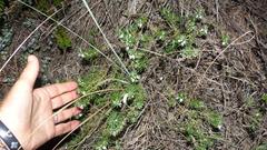 Teucrium africanum