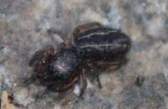 Metacyrba taeniola similis