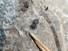 Metacyrba taeniola similis