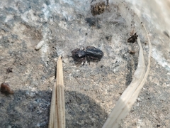 Metacyrba taeniola similis