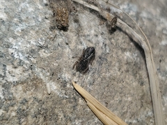 Metacyrba taeniola similis