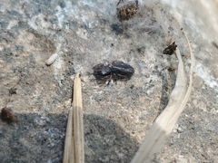 Metacyrba taeniola similis