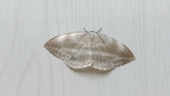 Cyclidia substigmaria