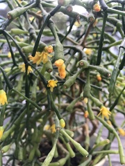 Hatiora salicornoides