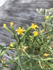 Hatiora salicornoides