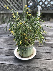 Hatiora salicornoides
