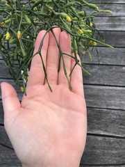 Hatiora salicornoides
