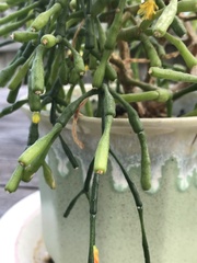 Hatiora salicornoides