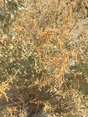 Atriplex torreyi