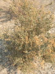 Atriplex torreyi