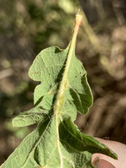 Neuroterus washingtonensis
