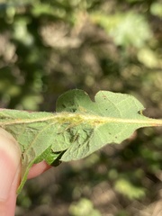 Neuroterus washingtonensis