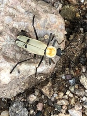 Chauliognathus misellus