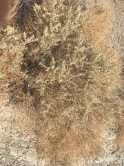 Atriplex torreyi